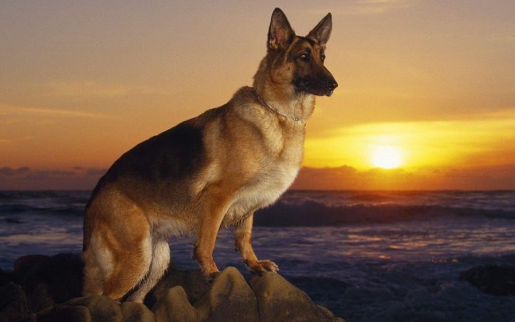 ocean, Animals, Dogs, German, Shepherd, Realistic HD Wallpaper Desktop Background