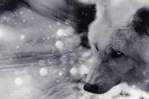 artic, Wolf