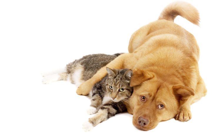 cats, Animals, Dogs, Kittens, Animal, World HD Wallpaper Desktop Background
