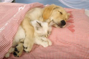 animals, Dogs, Sleeping