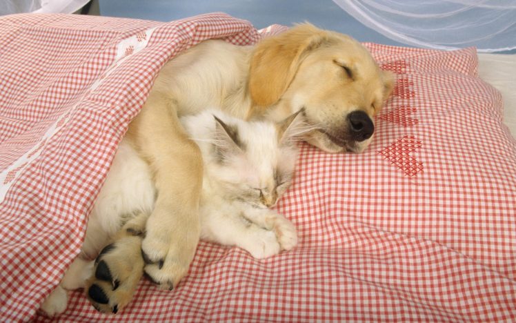 animals, Dogs, Sleeping HD Wallpaper Desktop Background