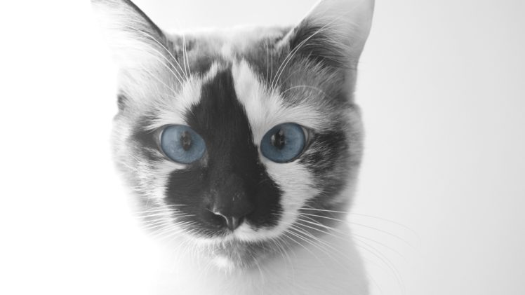 nature, Cats, Blue, Eyes, Animals HD Wallpaper Desktop Background