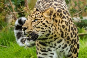 amur, Leopard, Leopard, Wild, Cat, Muzzle