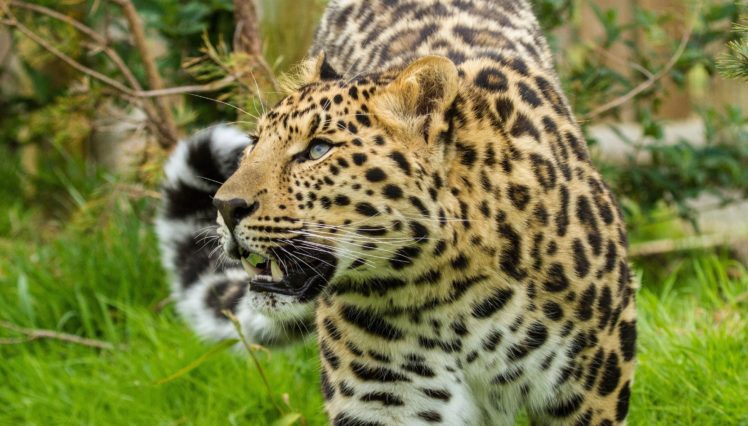 amur, Leopard, Leopard, Wild, Cat, Muzzle HD Wallpaper Desktop Background