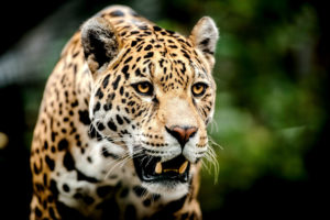 big, Cats, Jaguars, Glance, Snout, Animal