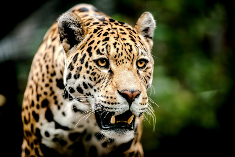 big, Cats, Jaguars, Glance, Snout, Animal HD Wallpaper Desktop Background