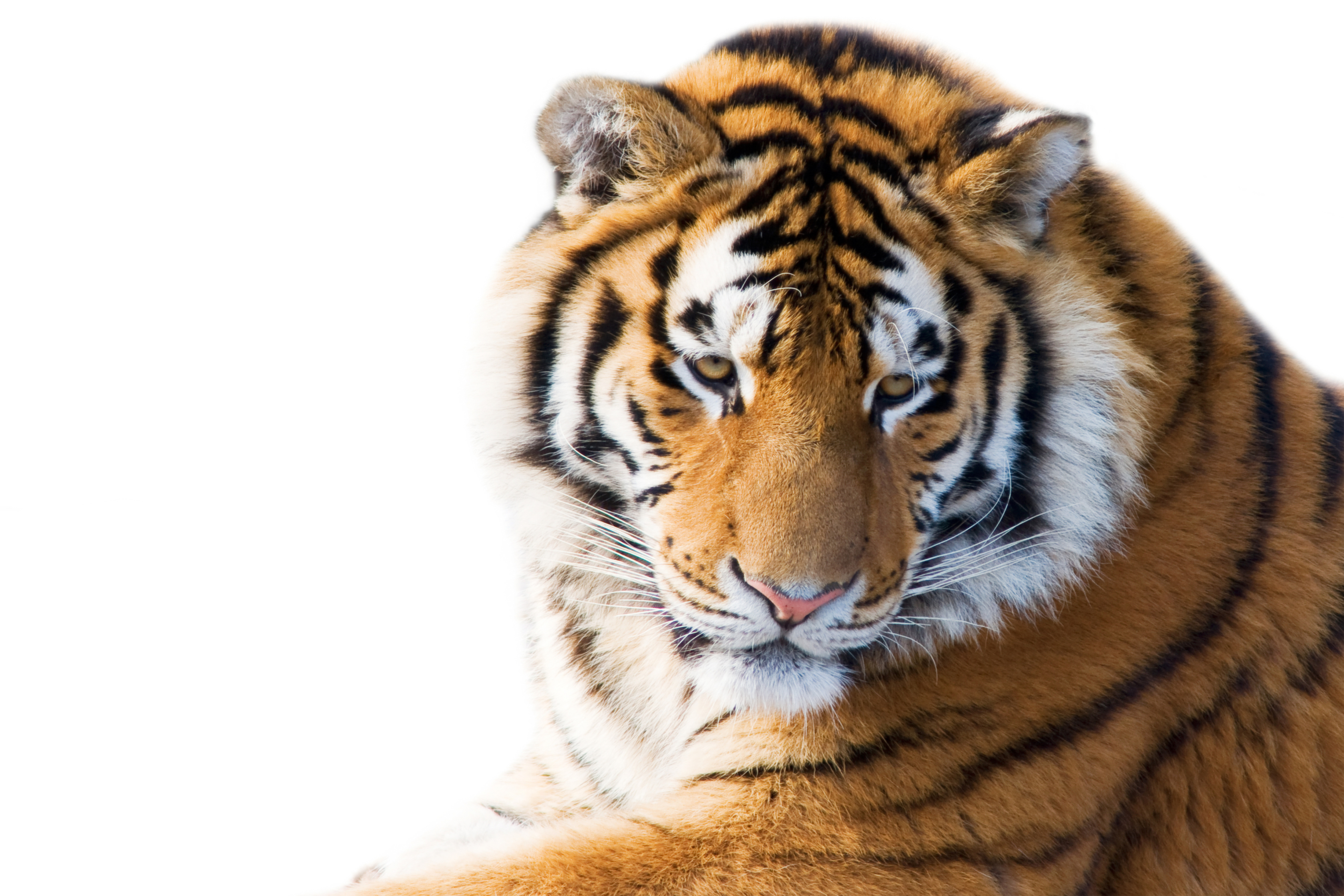 big, Cats, Tiger Wallpaper