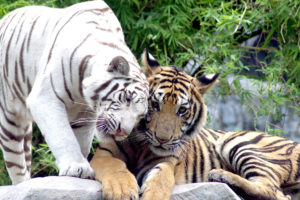 cat, Couple, White, Tiger, Tigers