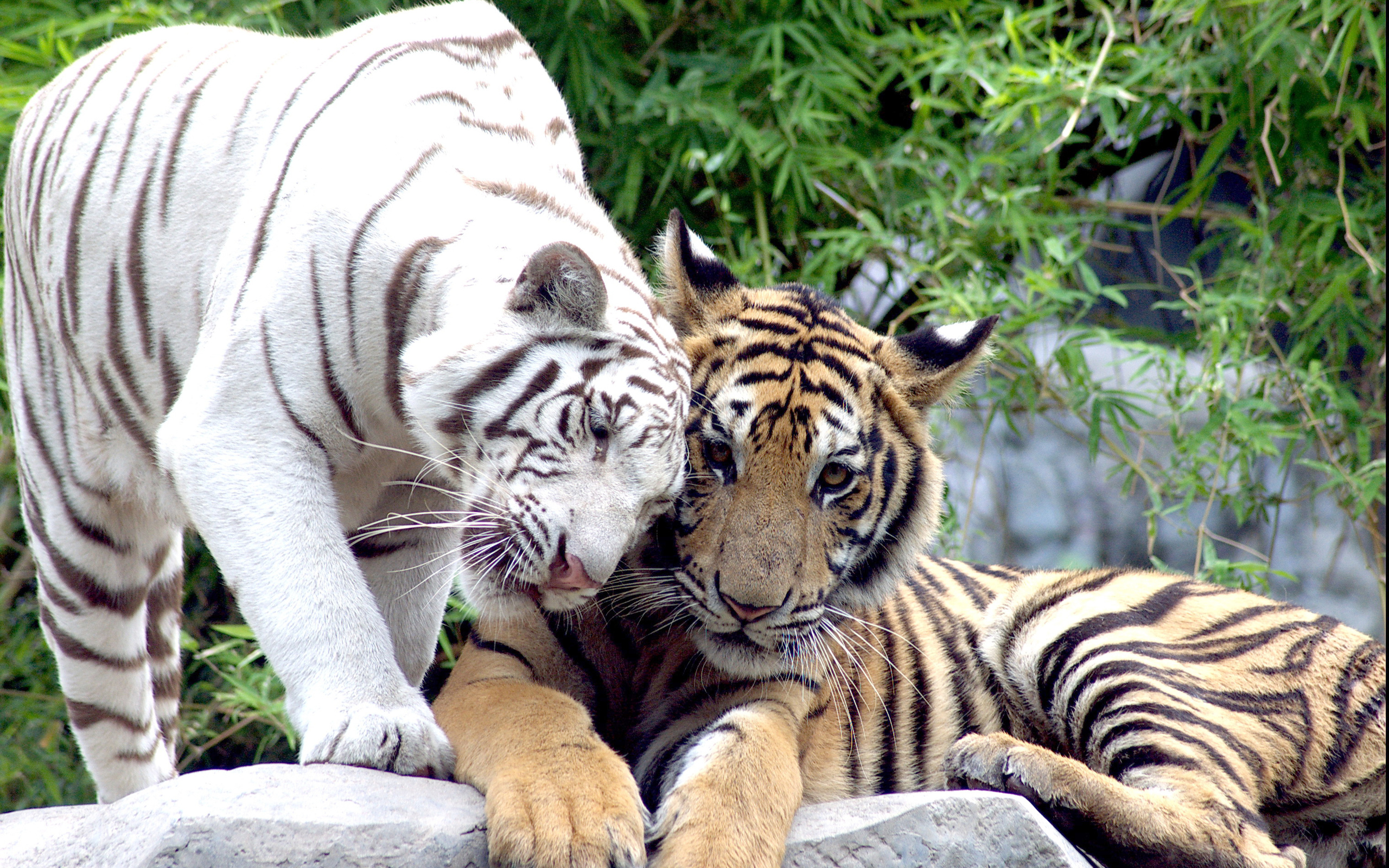 cat, Couple, White, Tiger, Tigers Wallpaper