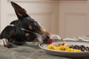 dog, A, Plate, Of, Food