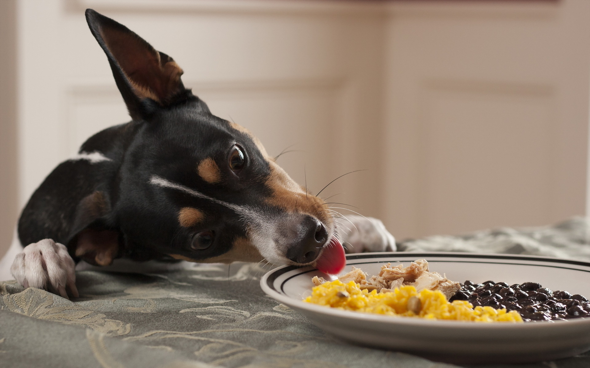 dog, A, Plate, Of, Food Wallpaper
