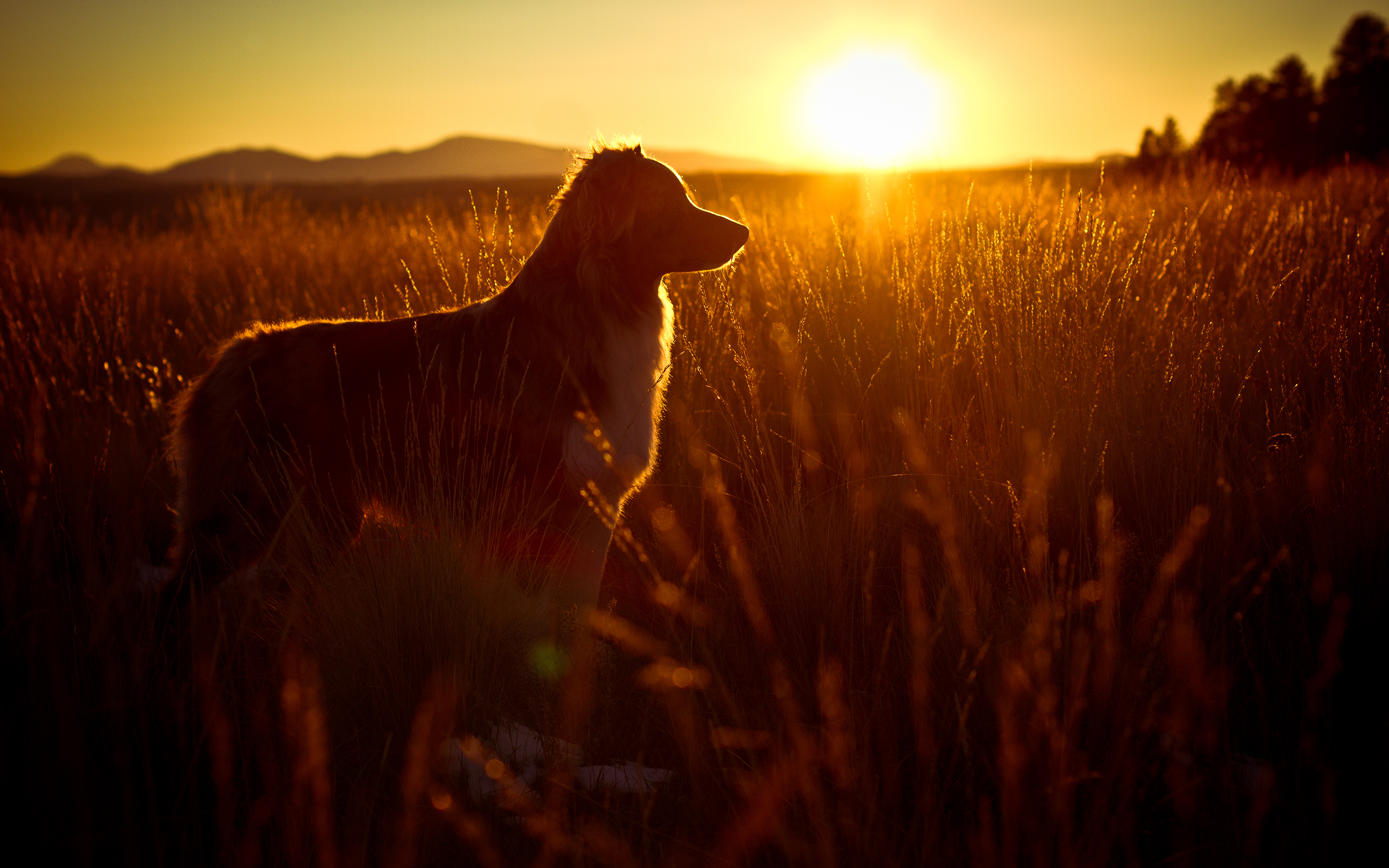 dog, Sunset Wallpaper