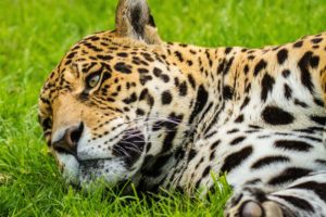 jaguar, Wild, Cat, Muzzle, Grass