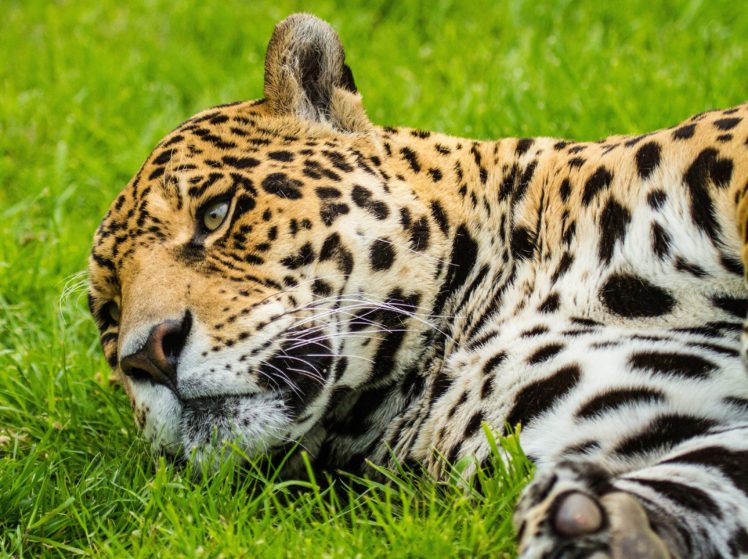 jaguar, Wild, Cat, Muzzle, Grass HD Wallpaper Desktop Background