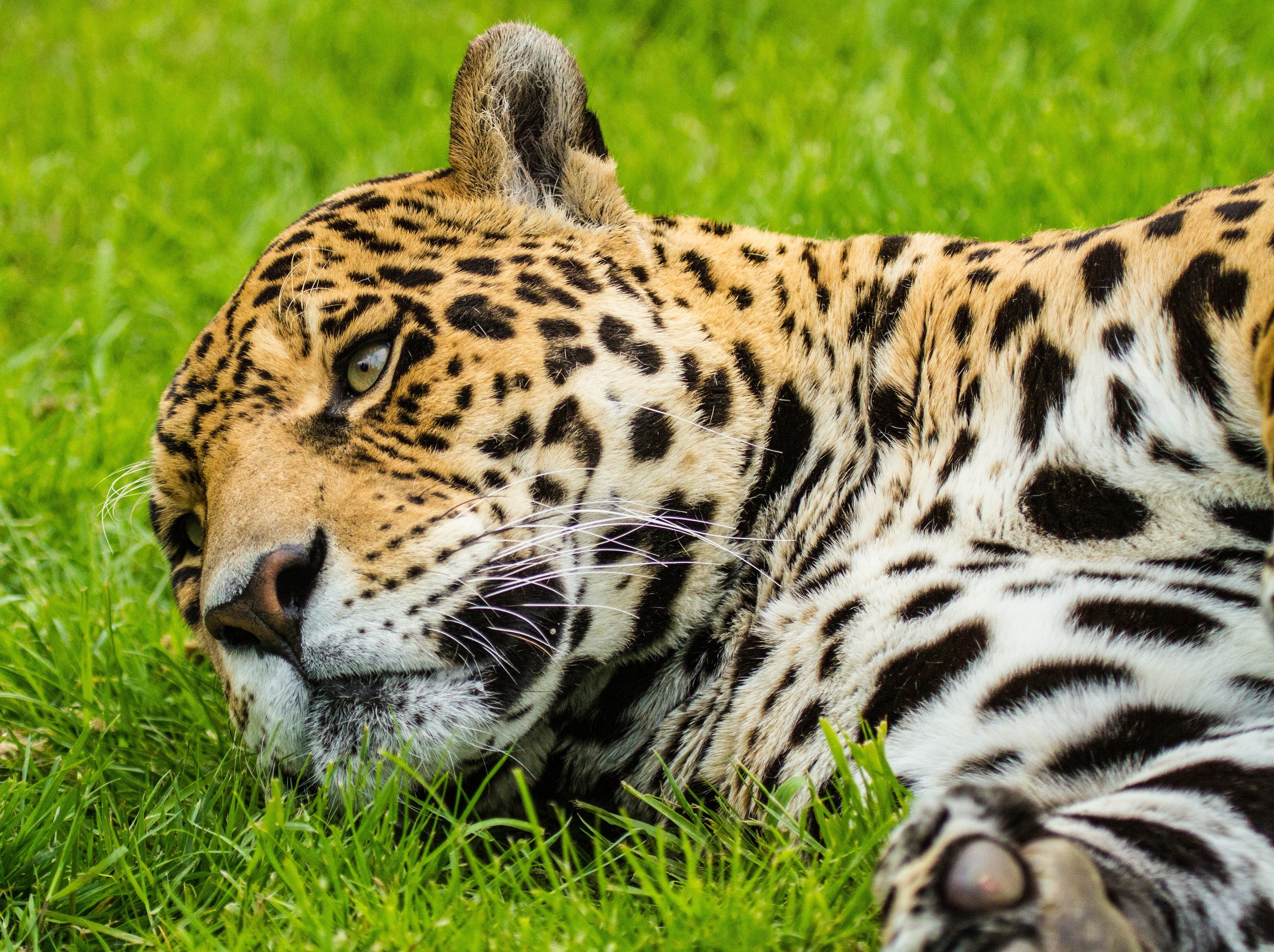 jaguar, Wild, Cat, Muzzle, Grass Wallpaper