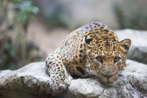 leopard, Wild, Cat, Muzzle