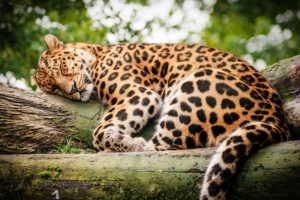 leopard, Wild, Cat, Rest, Sleep, Log