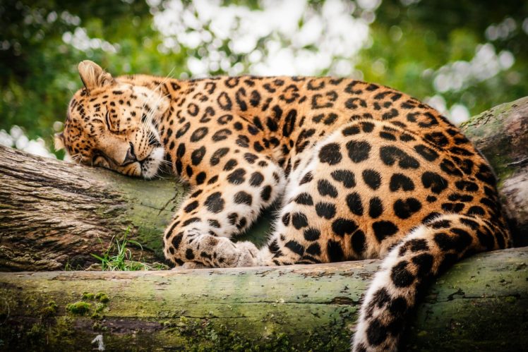 leopard, Wild, Cat, Rest, Sleep, Log HD Wallpaper Desktop Background