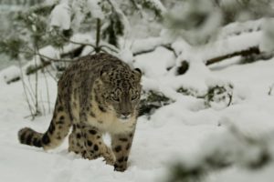 leopard, Wild, Cat, Snow, Winter