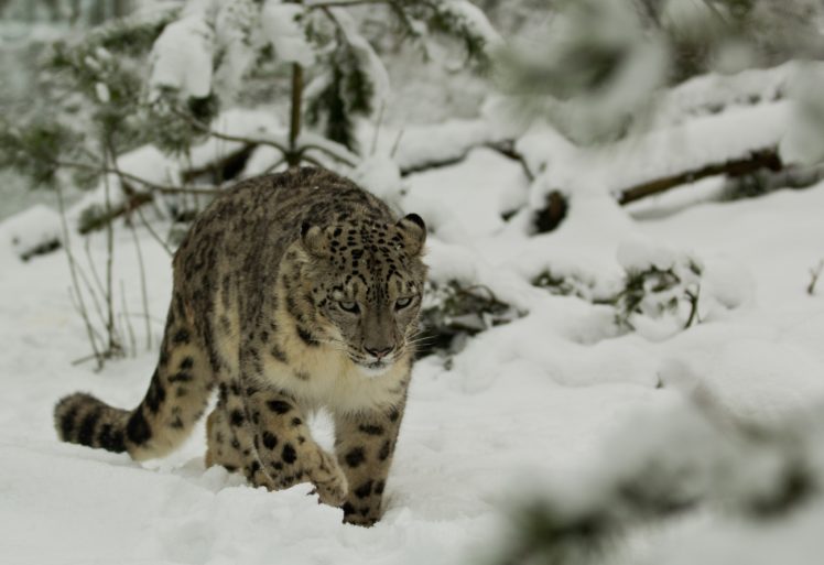leopard, Wild, Cat, Snow, Winter HD Wallpaper Desktop Background