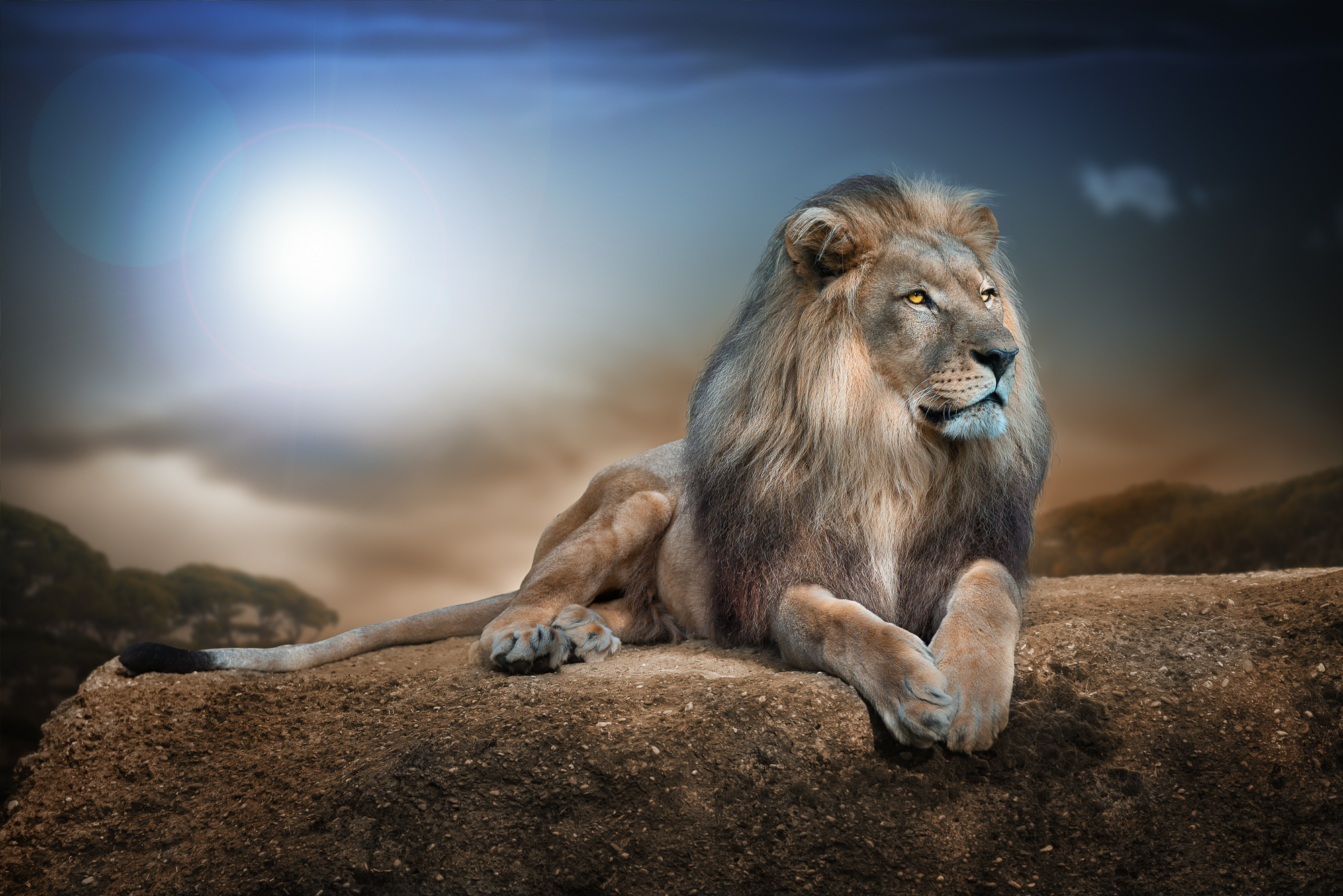 lion, King, Of, Beasts, Portrait Wallpaper