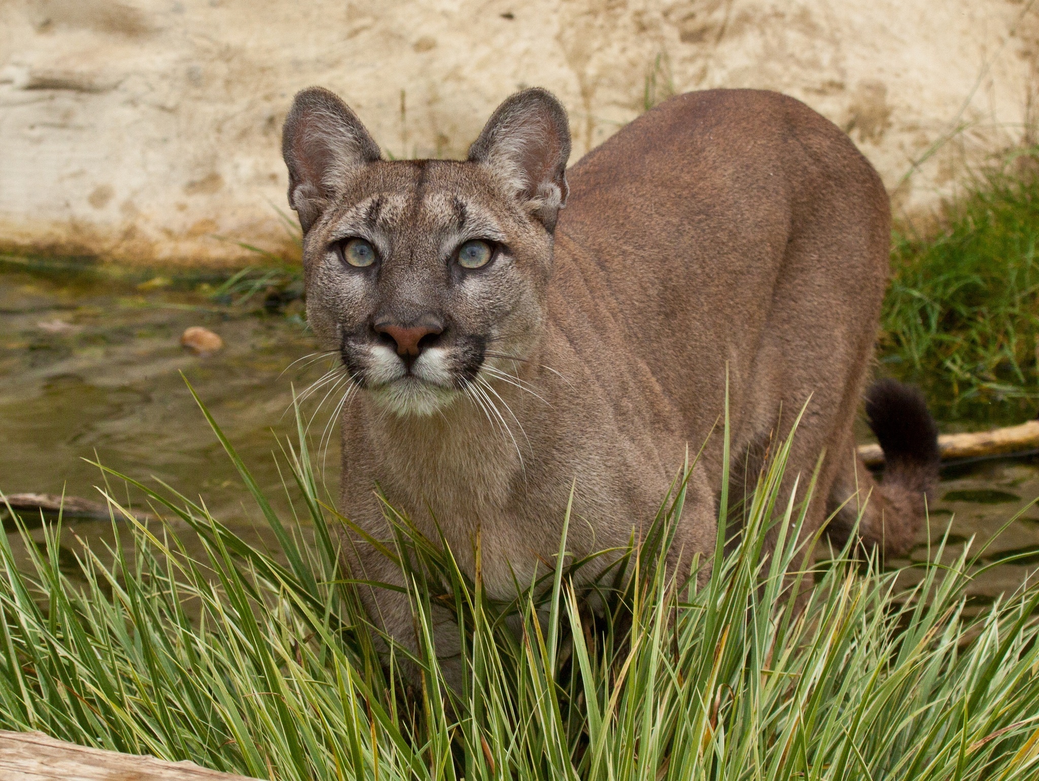 Puma Cougar Mountain Lion Wild Cat Muzzle Wallpapers HD Desktop Puma Cougar Mountain Lion Wild Cat Muzzle Wallpapers HD Desktop
