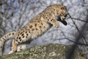 snow, Leopard, Wild, Cat, Baby, Jump