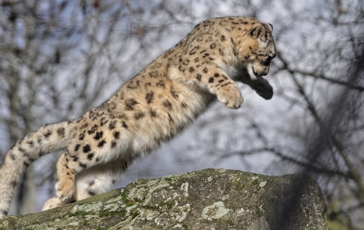 snow, Leopard, Wild, Cat, Baby, Jump HD Wallpaper Desktop Background
