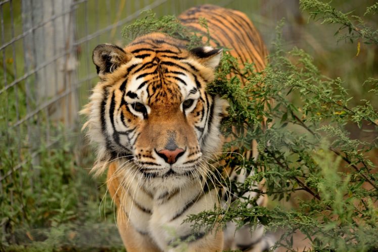 tiger, Wild, Cat, Muzzle HD Wallpaper Desktop Background
