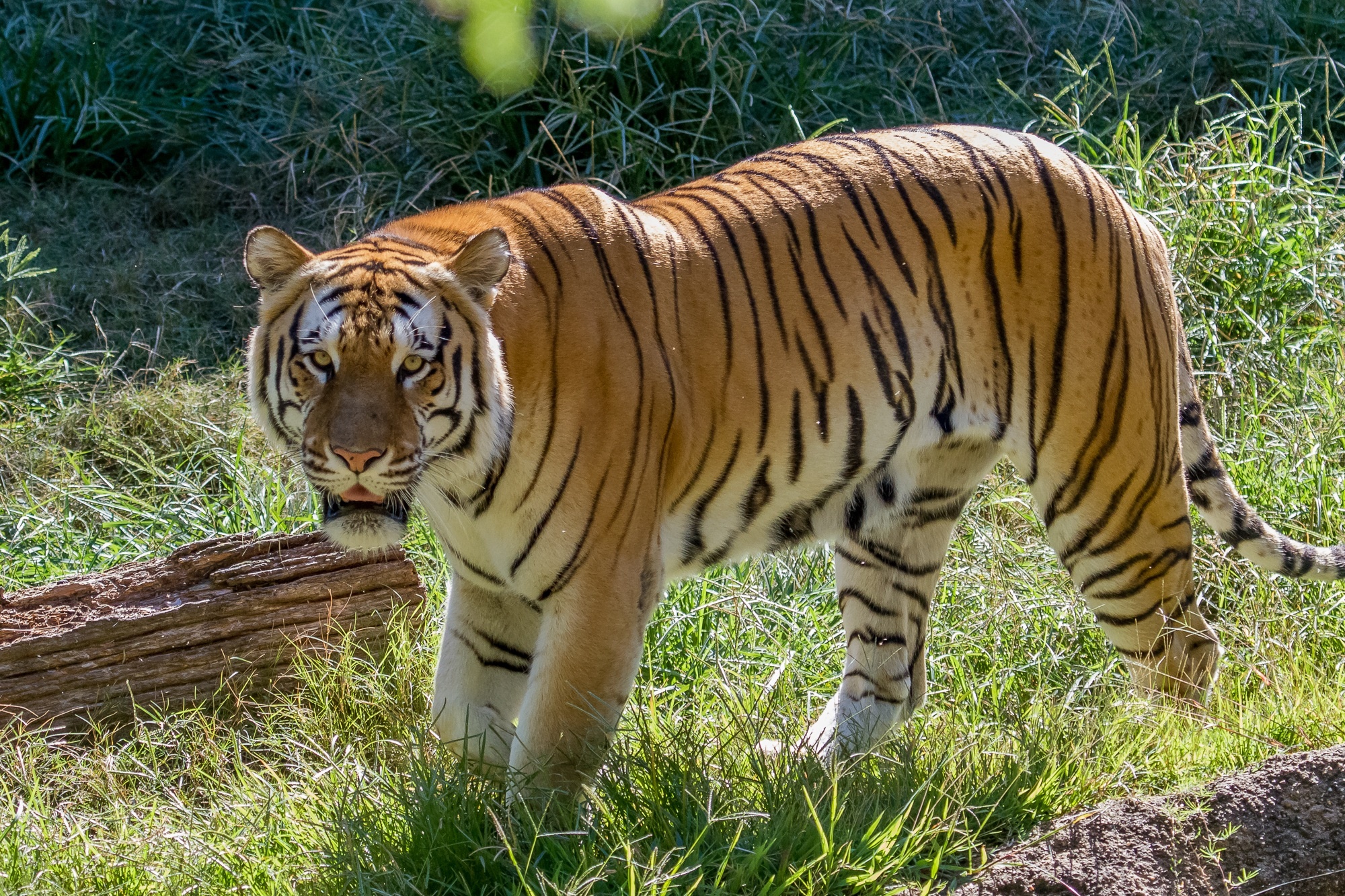 tiger, Wild, Cat, Muzzle Wallpapers HD / Desktop and Mobile Backgrounds