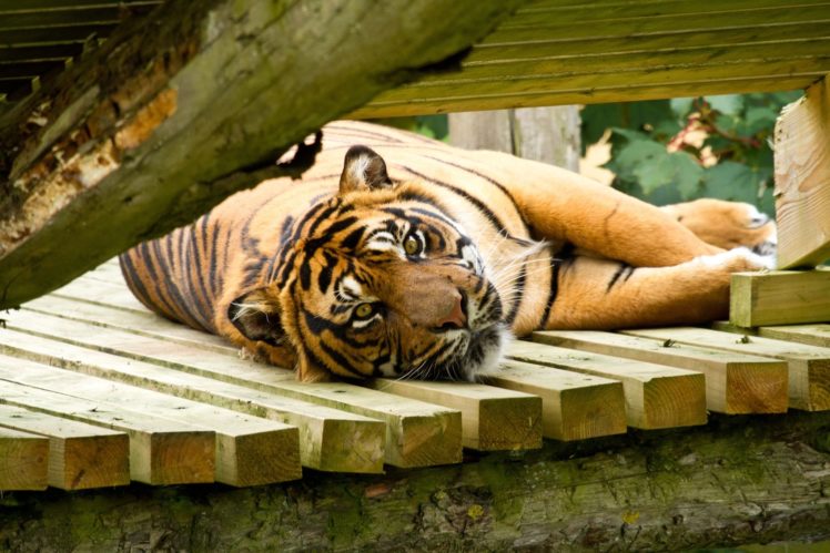tiger, Wild, Cat, Muzzle, Vacation HD Wallpaper Desktop Background