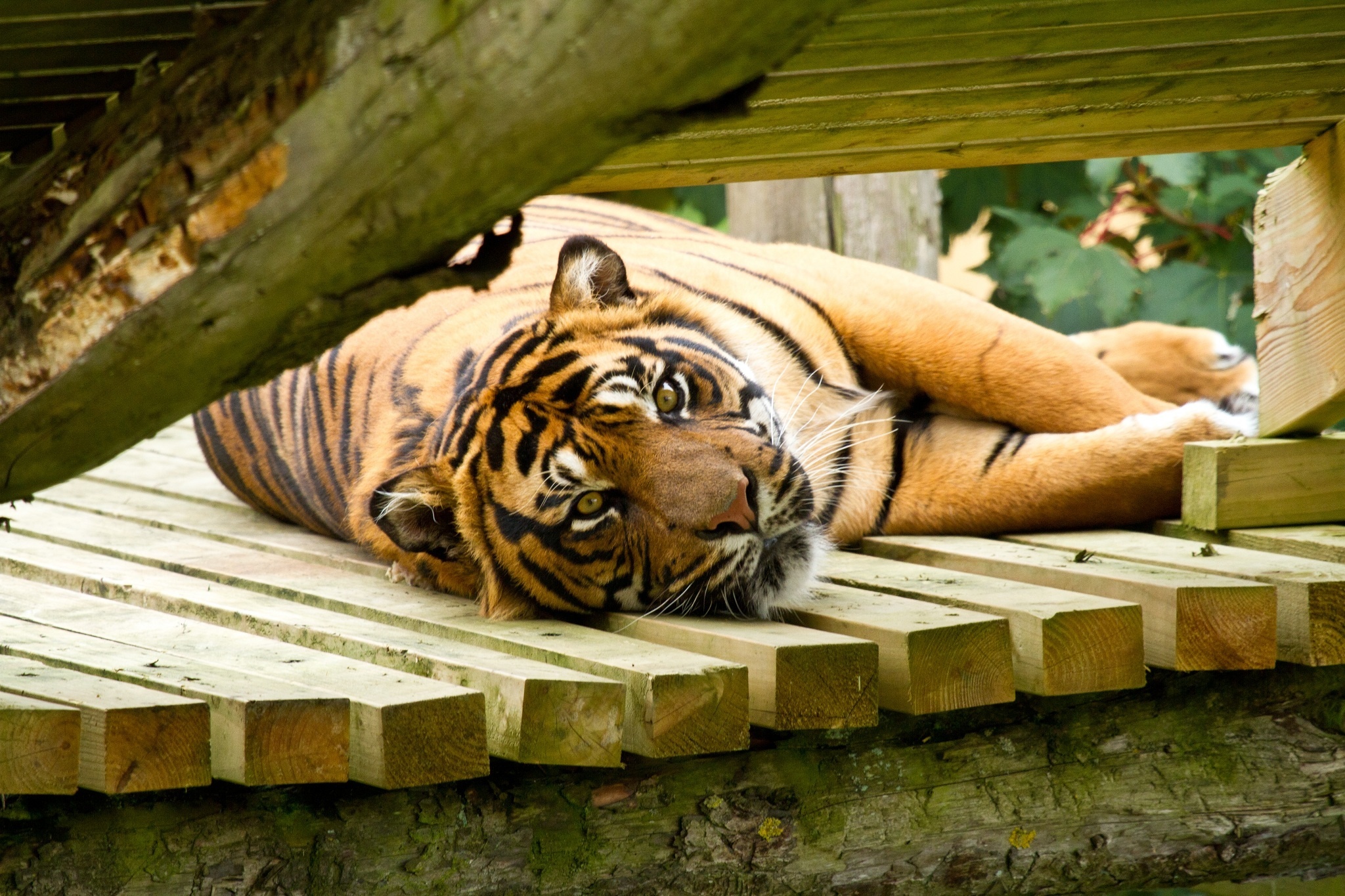 tiger, Wild, Cat, Muzzle, Vacation Wallpaper