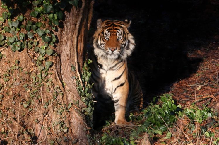tiger, Wild, Cat, Predator HD Wallpaper Desktop Background