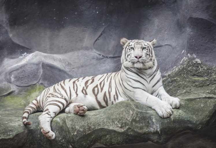 tiger, Wild, Cat, Rest, Rocks, Stones HD Wallpaper Desktop Background