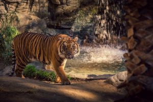 tiger, Wild, Cat, Rocks, Water, Waterfall