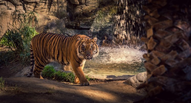 tiger, Wild, Cat, Rocks, Water, Waterfall HD Wallpaper Desktop Background