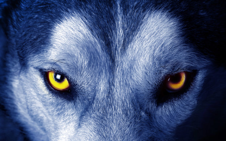 wolf, Eye HD Wallpaper Desktop Background