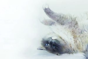painting, Watercolor, Art, Cat, Stretching