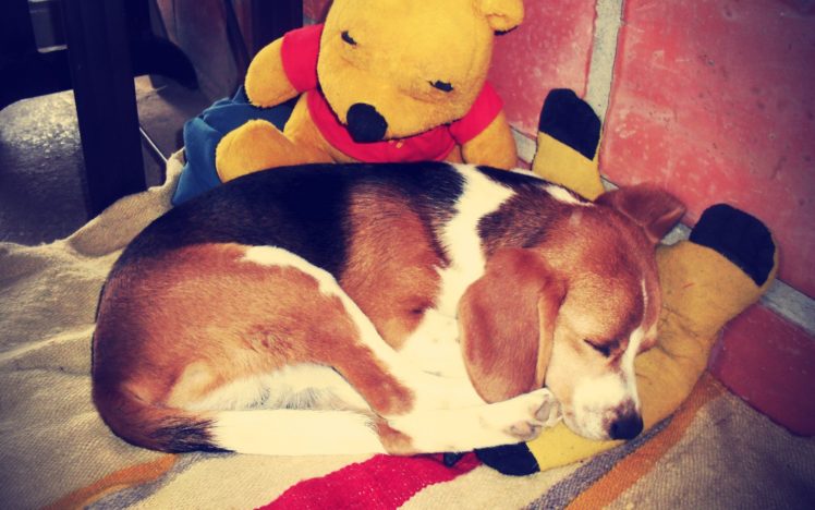 dogs, Sleeping, Winnie, The, Poo HD Wallpaper Desktop Background