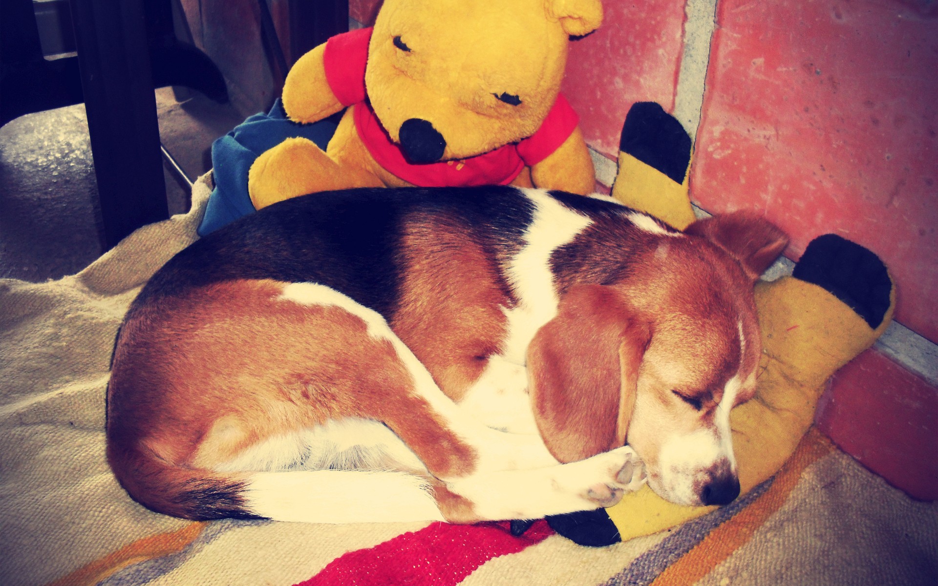 dogs, Sleeping, Winnie, The, Poo Wallpaper