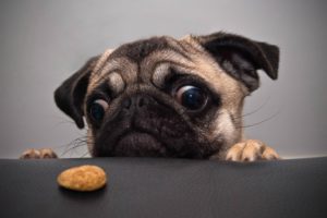 animals, Dogs, Cookies, Tables, Pug