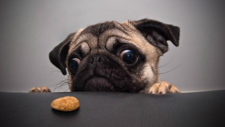 animals, Dogs, Cookies, Tables, Pug HD Wallpaper Desktop Background