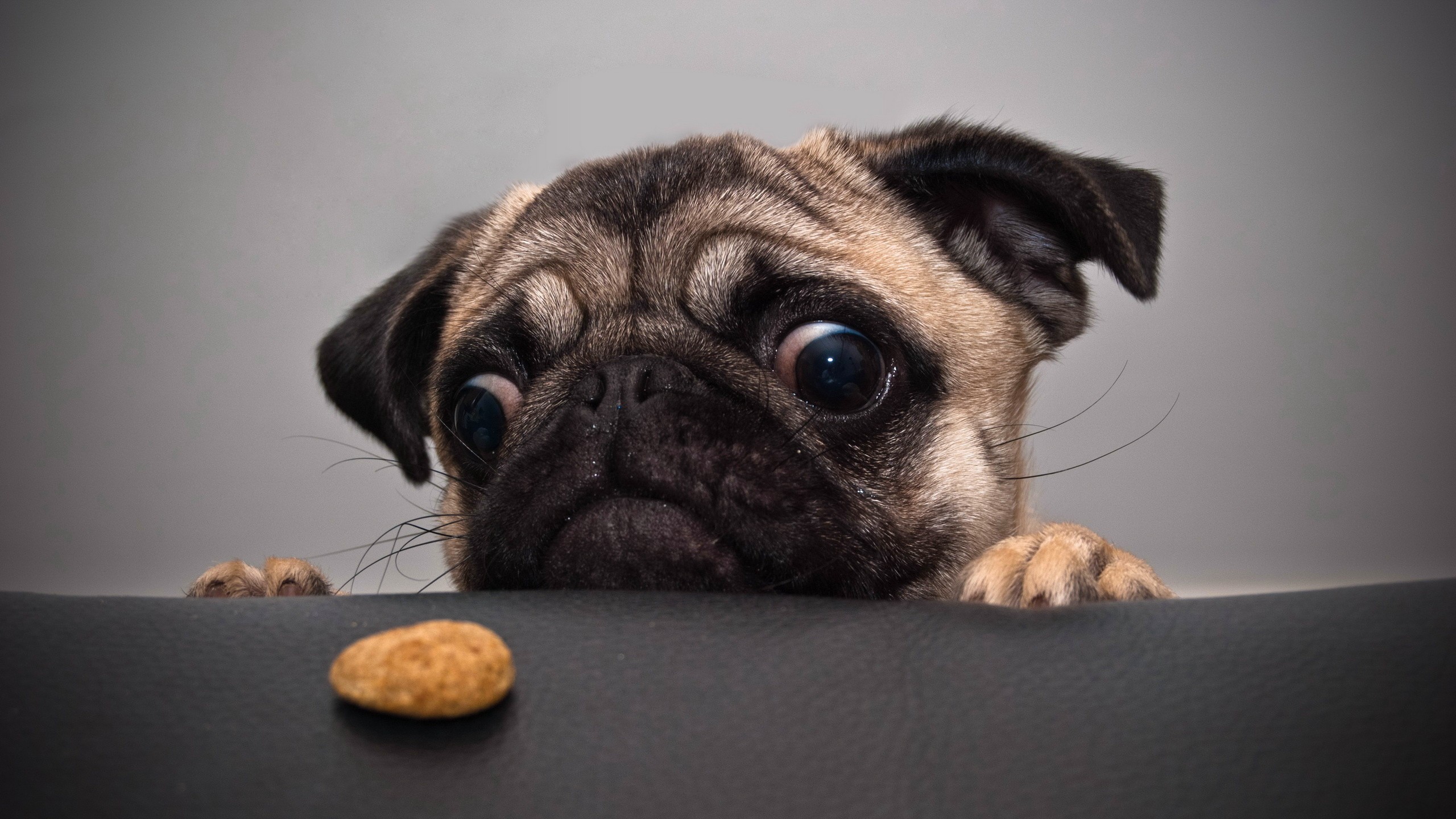 animals, Dogs, Cookies, Tables, Pug Wallpaper