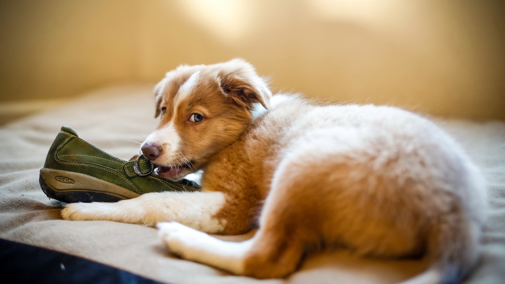dogs, Shoes Wallpaper
