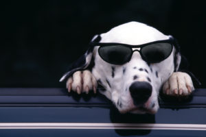 animals, Dogs, Humor, Funny, Sunglasses