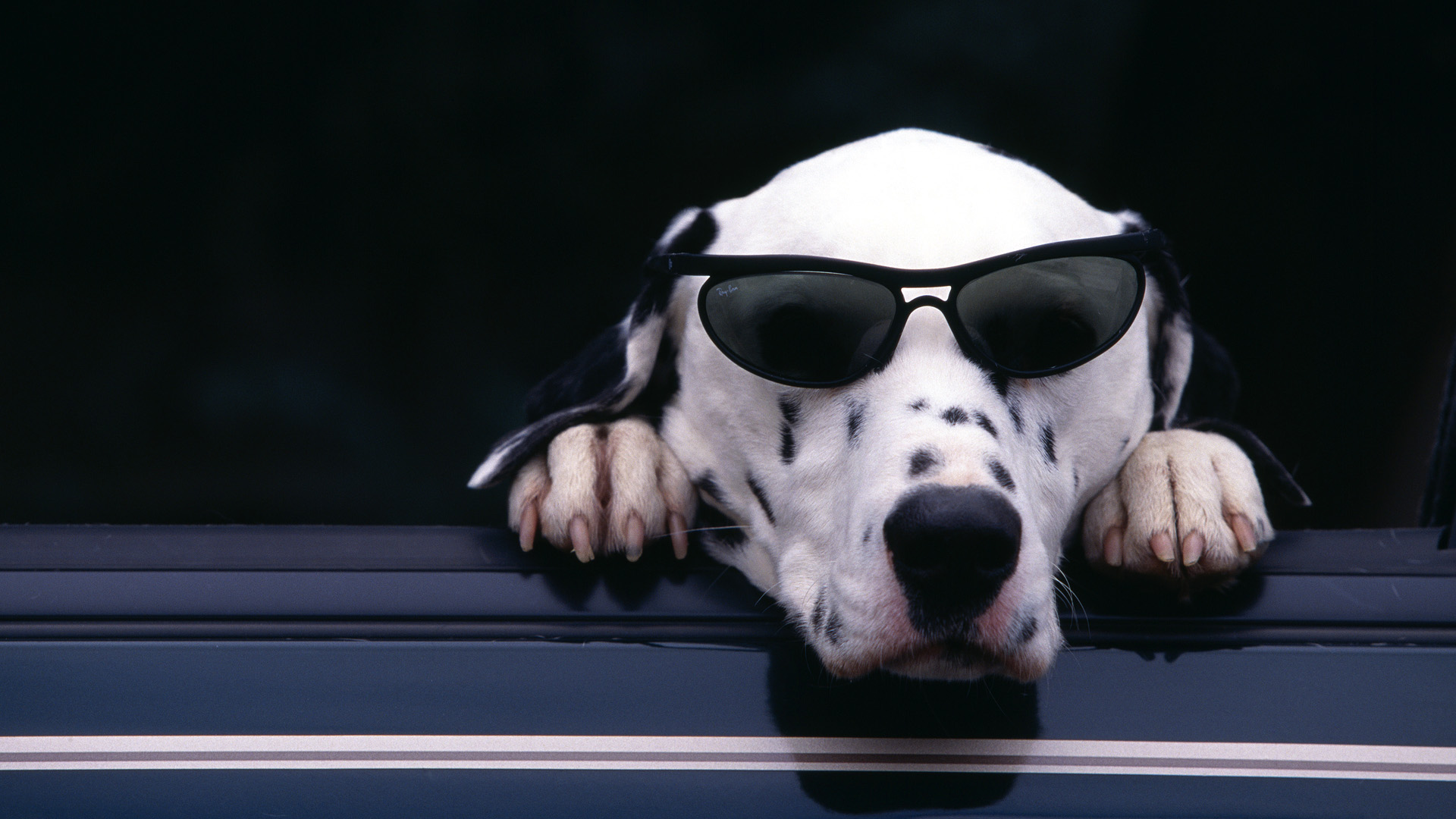 animals, Dogs, Humor, Funny, Sunglasses Wallpaper