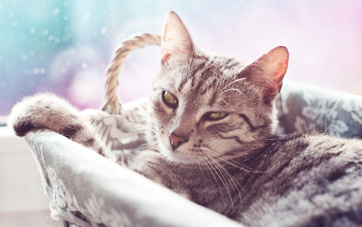 animals, Cats, Felines, Cute HD Wallpaper Desktop Background