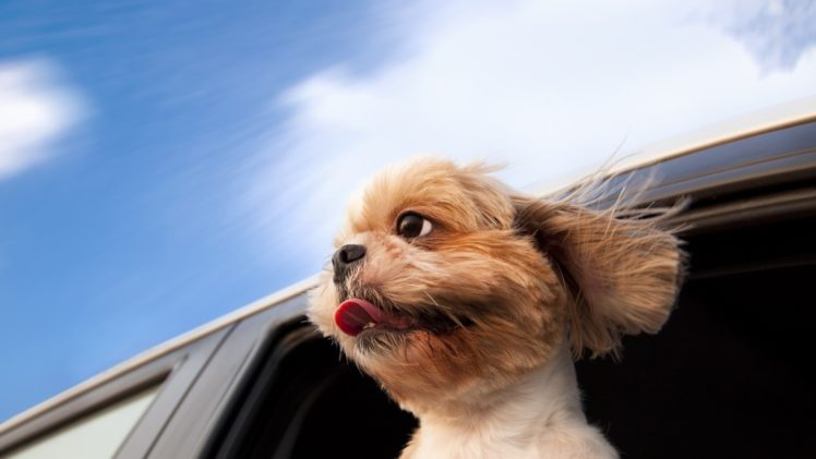 animals, Dogs, Humor, Funny, Cute HD Wallpaper Desktop Background