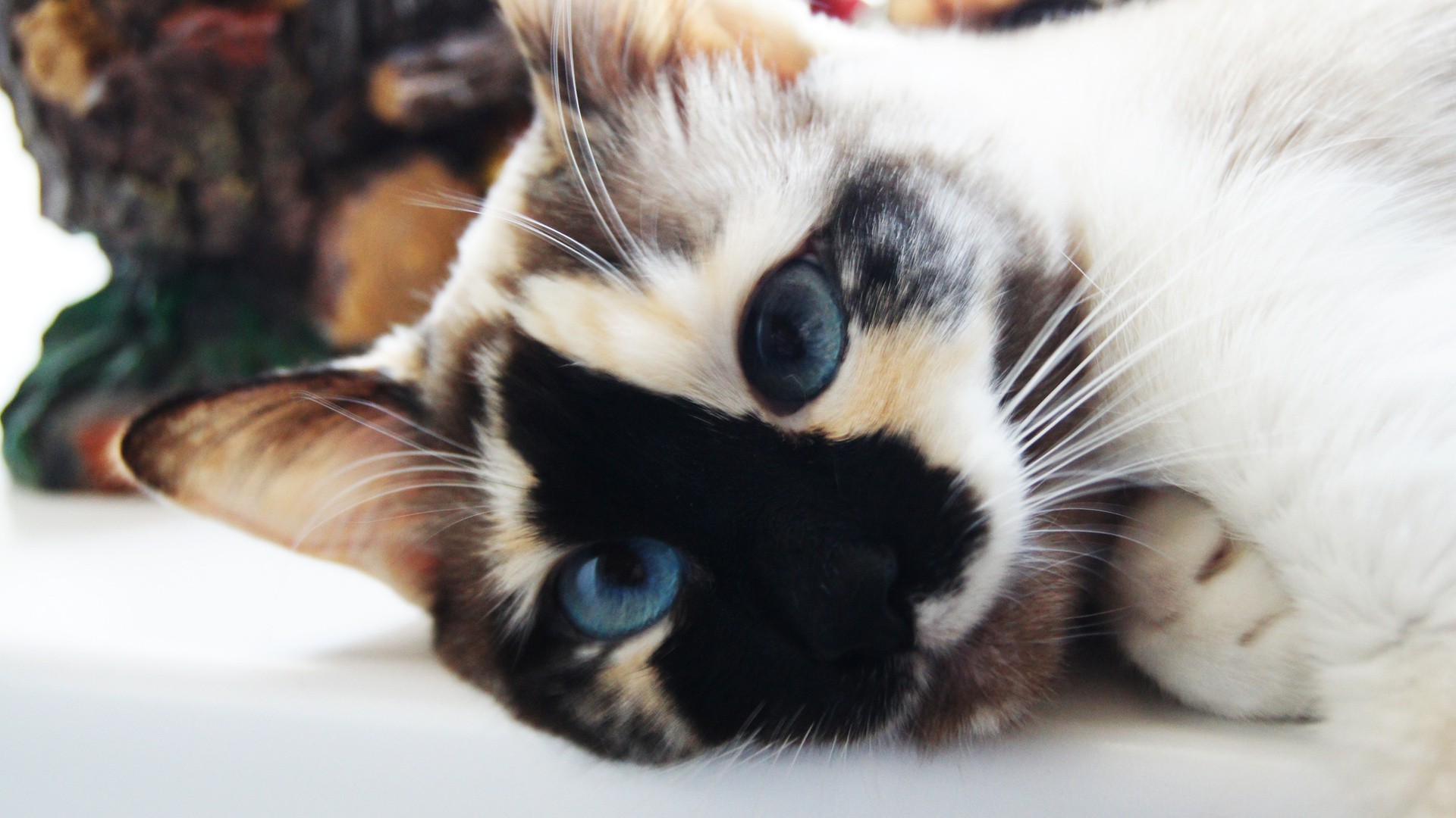 nature, Cats, Blue, Eyes, Animals, Lying, Down Wallpaper