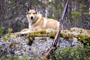 animals, Dogs, Canines, Weapons, Guns, Hunting, Nature